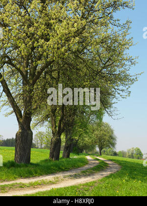Blühende Birne Bäume in Seitenstetten, Region Mostviertel, Austria, Österreich, Europa zu senken Stockfoto