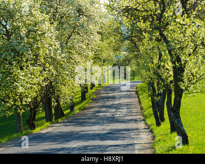 Birnbäume, von Bäumen gesäumten Straße, Bloom, Windhag, Mostviertel Region, Niederösterreich, Österreich Stockfoto