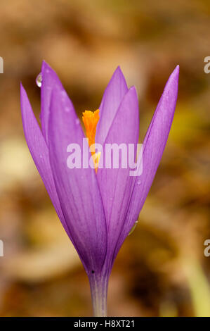 Blume des Waldes Krokus (Crocus SP.) im Herbst, Baskenland, Frankreich Stockfoto