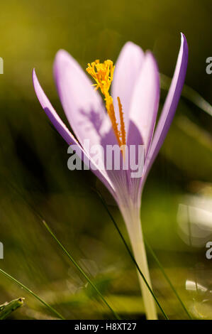 Blume des Waldes Krokus (Crocus SP.) im Herbst, Baskenland, Frankreich Stockfoto