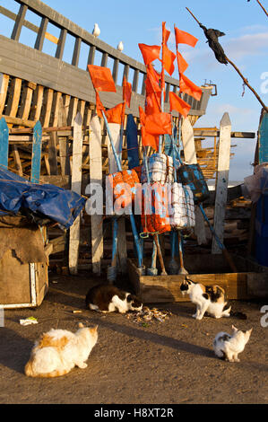 Möwen und Katzen warten auf Fisch Essensresten, Essaouira, Marokko, Afrika Stockfoto