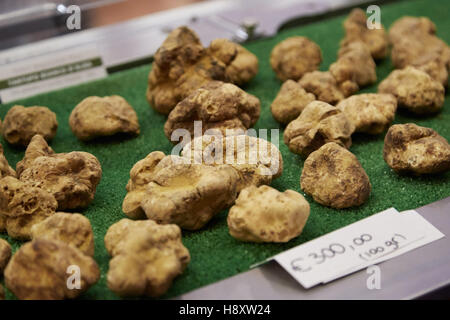 Große weiße Trüffel auf Verkauf im Alba weiß Trüffelmesse in Alba, Italien Stockfoto