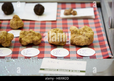 Weiße und schwarze Trüffeln auf Verkauf im Alba weiß Trüffelmesse in Alba, Italien Stockfoto