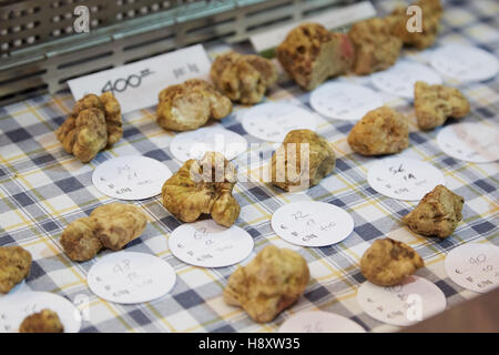 Weiße Trüffel auf Verkauf im Alba weiß Trüffelmesse in Alba, Italien Stockfoto