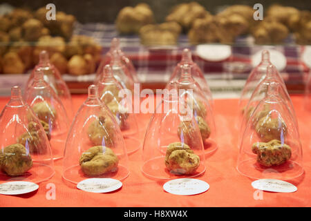 Weiße Trüffel unter kleine Glasglocke auf Verkauf im Alba weiß Trüffelmesse in Alba, Italien. Stockfoto