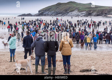 Eine Versammlung der Hund Spaziergänger auf Porth Beach, Newquay, Cornwall. Stockfoto