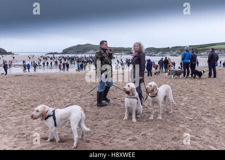 Hund Wanderer auf Porth Beach, Newquay, Cornwall. Stockfoto