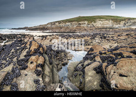 Felsen mit gemeinsamen Muscheln bei Ebbe auf wenig Fistral Beach, Newquay, Cornwall ausgesetzt. Stockfoto