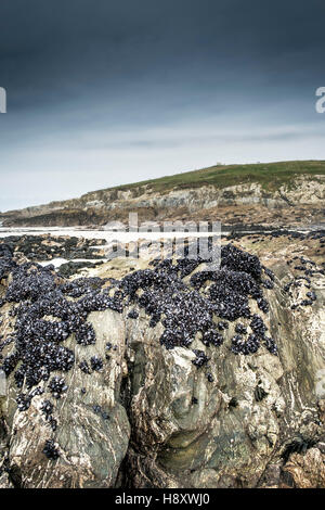 Betten gemeinsamer Muscheln bei Ebbe auf wenig Fistral Beach, Newquay, Cornwall ausgesetzt. Stockfoto