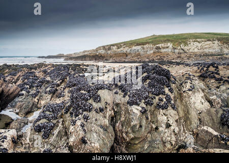 Betten von gemeinsamen Muscheln bei Ebbe auf kleinen Fistral Strand, Newquay, Cornwall freigelegt Stockfoto