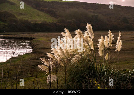 Pampasgras. Cortaderia Selloana. Stockfoto