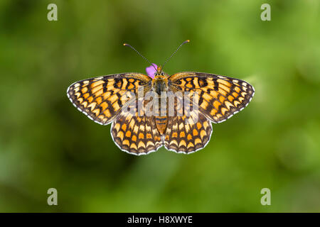 Flockenblumen Scheckenfalter, Melitaea Phoebe, Flockenblume Fritillary Butterfly Stockfoto