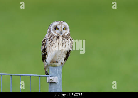 Sumpfohreule, Asio Flammeus, wilde Short Eared Owl Stockfoto