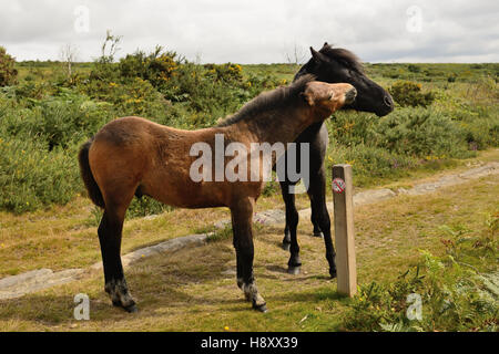 Dartmoor Ponys auf der Route der Haytor Granit-Straßenbahn. Stockfoto