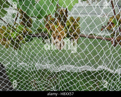 Villa Maria Weingut, Auckland, Nordinsel, Neuseeland. Zeigen die Reben mit Netzen abdecken, um die Vögel Weg zu halten. Stockfoto