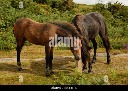 Dartmoor Ponys auf der Route der Haytor Granit-Straßenbahn. Stockfoto