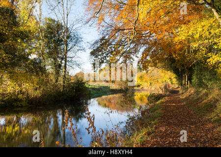 Herbstfärbung entlang der Basingstoke Canal in Hampshire, UK. Stockfoto