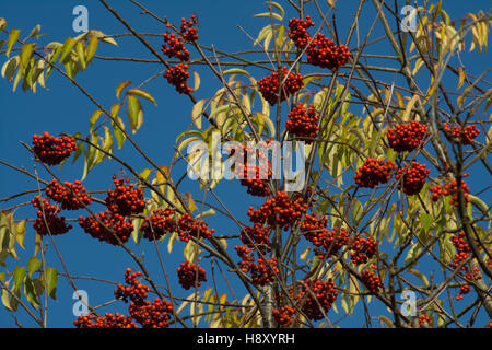 Rote Beeren auf einem Baum Rowan oder Eberesche (Sorbus Gattung) in Surrey, UK. Stockfoto