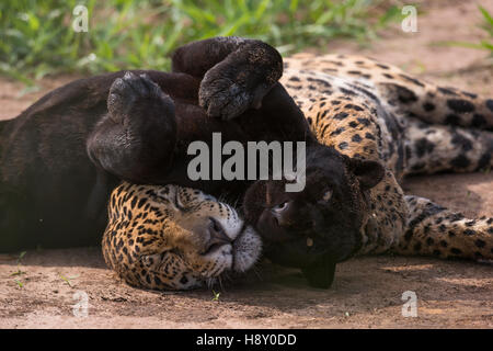 Eine dunkle (Absorbtion) Jaguar und ein normales gemustert ein. Dies ist ein paar, männlich und weiblich. Stockfoto