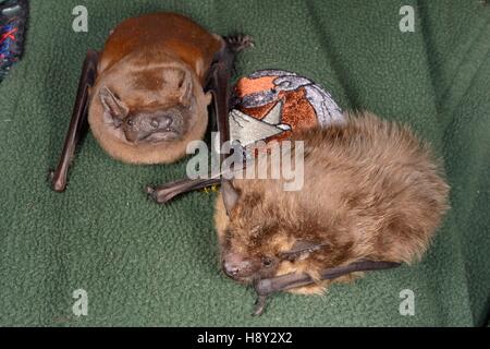 Samantha Pickering mit Noctule (Nyctalus Noctula) und entspannende Fledermäuse (Eptesicus Federnelke) auf der Brust bei North Devon Bat Care. Stockfoto