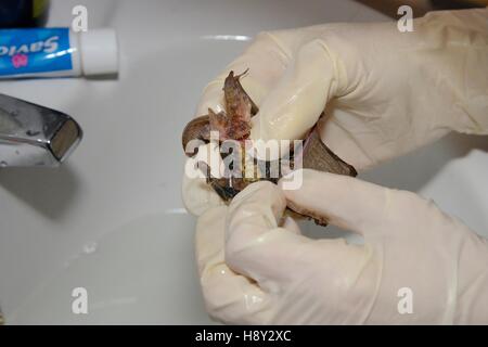 Braune Langohren Fledermaus (Langohrfledermäuse Auritus) mit Flypaper, die es zu steckte entfernt in einem Waschbecken, North Devon Bat kümmern. Stockfoto