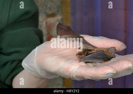 Gerettet, Weissbart Fledermaus (Myotis Mystacinus), die ihre Erholung und Fähigkeit zu fliegen in einem Flug-Käfig vor Veröffentlichung getestet. Stockfoto