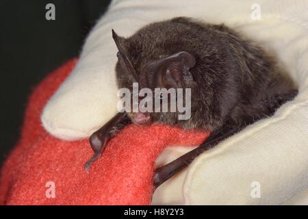 Mopsfledermaus (Barbastella Barbastellus) von Samantha Pickering in North Devon Bat Care, Barnstaple, Devon, UK, Oktober statt. -Modell veröffentlicht. Stockfoto