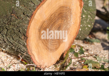 Ein Abschnitt des Rumpfes einer geschnittenen, gefällte junge Eiche. Die Ringe des Baumes zu sehen und die Markierungen von der Säge gemacht. Stockfoto