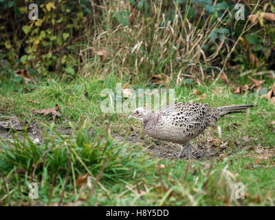 Weiblichen Fasan auf Warnham Nature Reserve Stockfoto