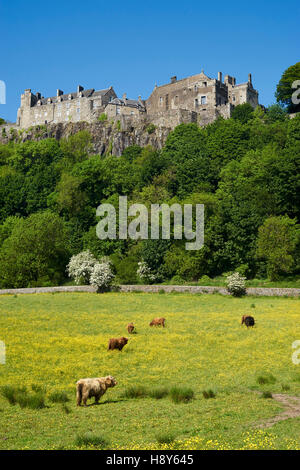 Stirling Castle über einem Feld von Hochlandrindern in einem Feld von Butterblume, Schottland Stockfoto