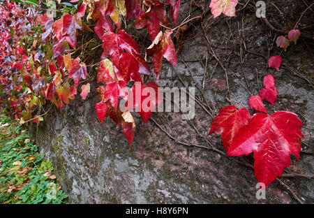 Virgina Creeper, Parthenocissus quinquefolia Stockfoto