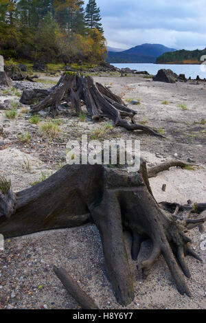 Föhren Baumstämme. am Ufer des Loch Beinn eine "Mheadhoin, Glen Affric, Highland, Schottland Stockfoto