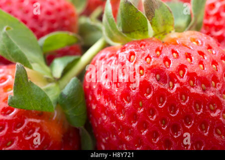 Nahaufnahme des britischen Erdbeeren. Stockfoto