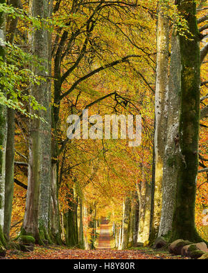 Buche von Bäumen gesäumten Einfahrt im Herbst, Drummond Gardens in der Nähe von Crieff, Perthshire, Schottland. Stockfoto
