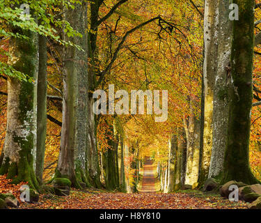 Buche von Bäumen gesäumten Einfahrt im Herbst, Drummond Gardens in der Nähe von Crieff, Perthshire, Schottland. Stockfoto