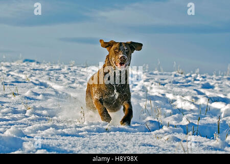 Chesapeake Bay Retriever läuft in einem Feld im frischen Schnee Stockfoto