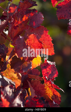 Feuille de Vigne En Automne Provence Frankreich Stockfoto