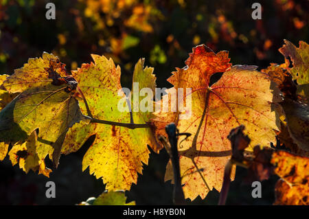 Feuille de Vigne En Automne Provence Frankreich Stockfoto