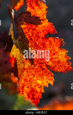 Feuille de Vigne En Automne Provence Frankreich Stockfoto