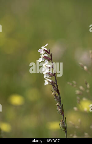 Kleine Blumen Leimkraut Silene Gallica Korsika Frankreich Stockfoto