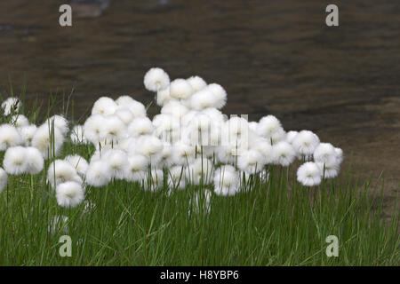 Scheuchzr Wollgras Wollgras Scheuchzeri Island Juli 2009 Stockfoto