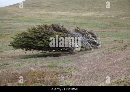Monterey Zypresse Cupressus Macrocarpa windgepeitschten Baum auf Carcass Island-Falkland-Inseln Stockfoto