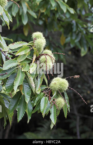 Süße Früchte in Kastanie Castanea sativa Stockfoto