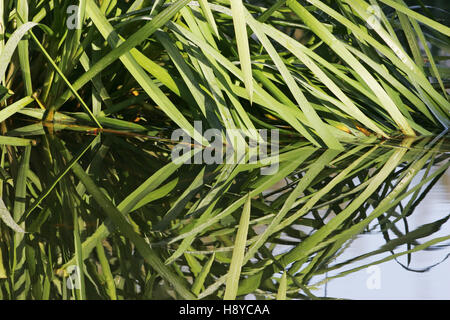 Reed Kanarischen Rasen Phalaris Arundinacea verlässt Oktober 2012 spiegelt sich in den Fluss Avon Hampshire Luken Ringwood Hampshire England UK Stockfoto