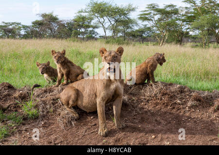Löwin mit jungen (Panthera Leo) Ära Leo) und gewölbten Bauch nach der Fütterung auf einem Kill, Serengeti Nationalpark, Tansania Stockfoto
