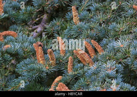 Blaue Atlas-Zeder Cedar Atlantica Glauca Blumen die Hayes Conference Centre Swanwick Derbyshire England UK Stockfoto