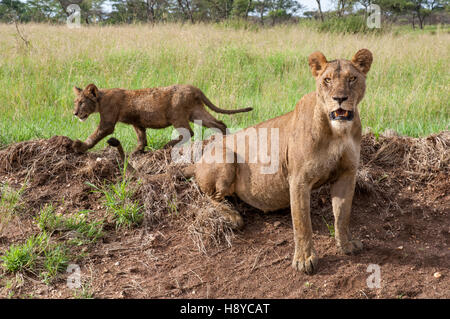 Löwin mit jungen (Panthera Leo) und gewölbten Bauch nach der Fütterung auf einem Kill, Serengeti Nationalpark, Tansania Stockfoto