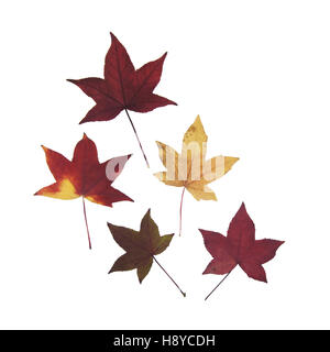 Autumn Leaves isoliert auf weiss mehrfarbig. Stockfoto