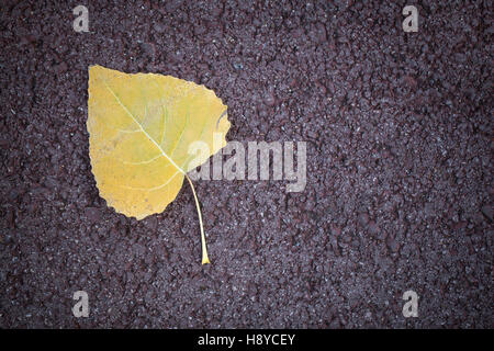 Herbst Blatt auf Bürgersteig Stockfoto