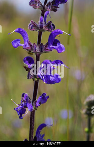 Wiese Salbei Salvia Pratensis Naturparks Vercors Frankreich Stockfoto
